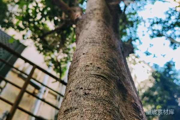 高清摄影 树干特写：自然的宏伟