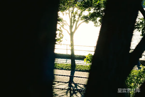 高清摄影 树影下的宁静时光