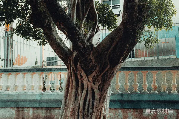 高清摄影 古树下的城市风景