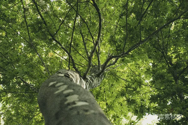 高清摄影 仰望树冠的自然之美