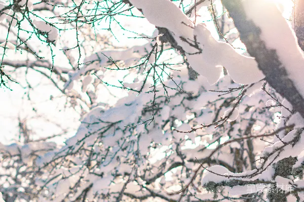 高清摄影 冬日阳光下的雪景