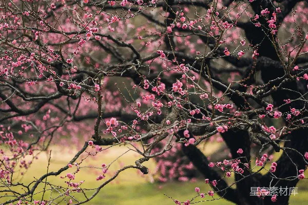 高清摄影 粉色梅花盛开的春天
