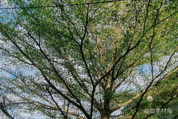 高清摄影 春日绿树与电线交织