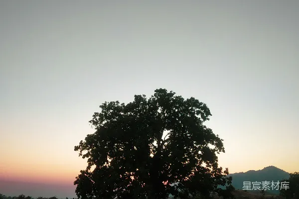 高清摄影 夕阳下的独木成林