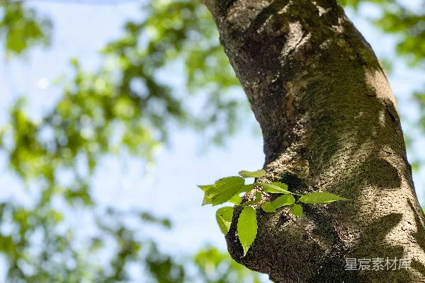 高清摄影 新芽与树干：自然的新生与坚韧