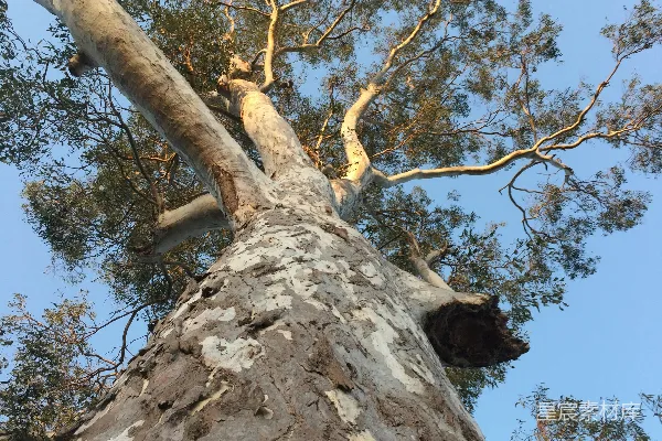 高清摄影 树梢与树皮的自然之美