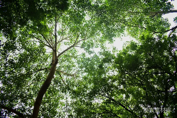 高清摄影 仰视森林的天空