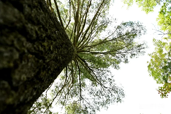 高清摄影 树梢的光芒