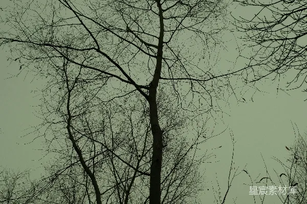 高清摄影 冬日的枯树