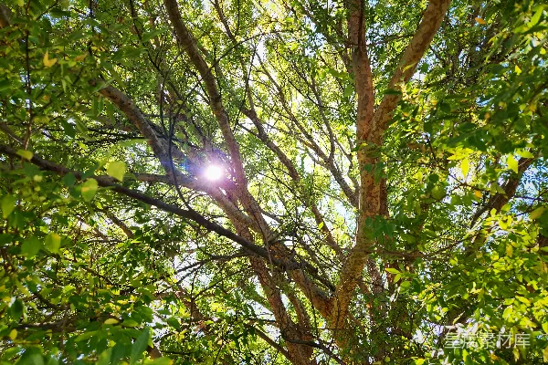 高清摄影 阳光透过树叶