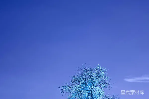 高清摄影 孤独的蓝色树影
