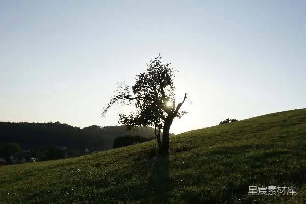 高清摄影 夕阳下的孤独树