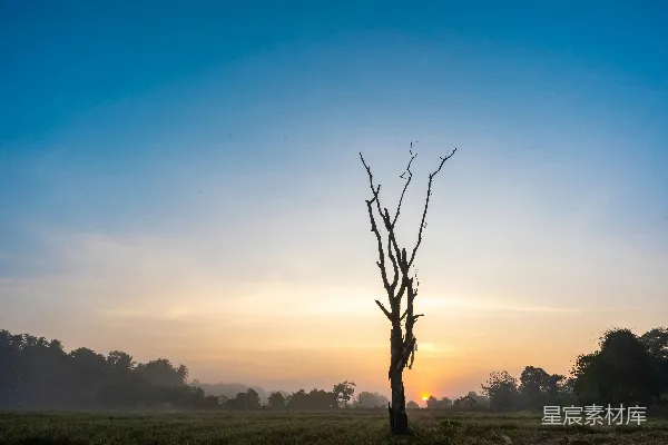 高清摄影 晨曦中的枯树剪影
