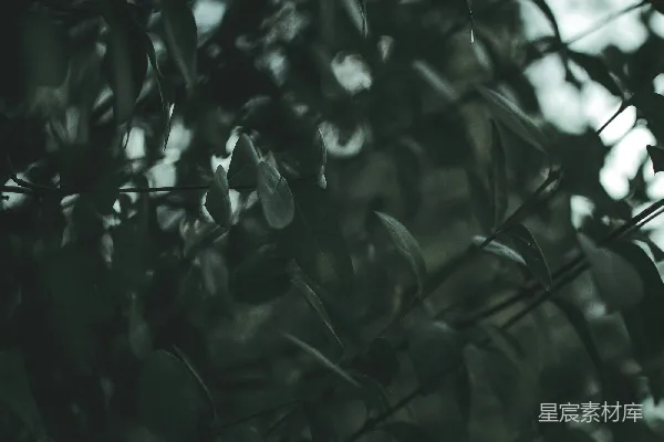 高清摄影 幽暗的竹林