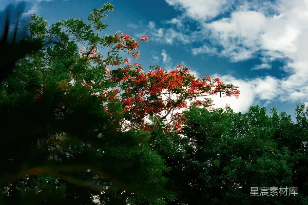 高清摄影 蓝天白云下的红花树