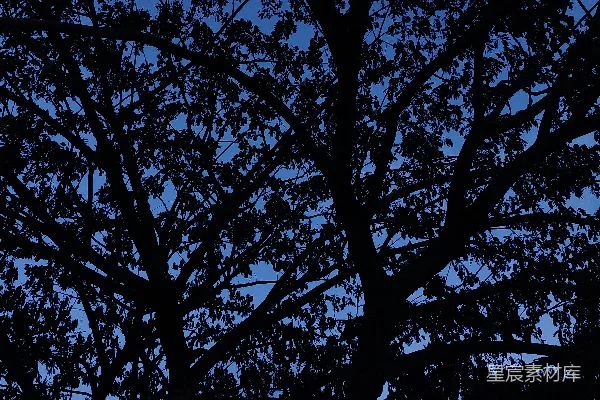 高清摄影 夜幕下的树影