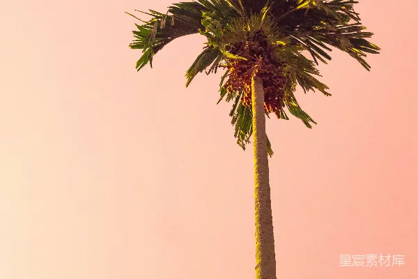 高清摄影 夕阳下的棕榈树