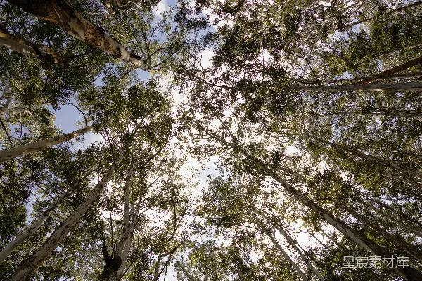 高清摄影 仰望森林的天际线