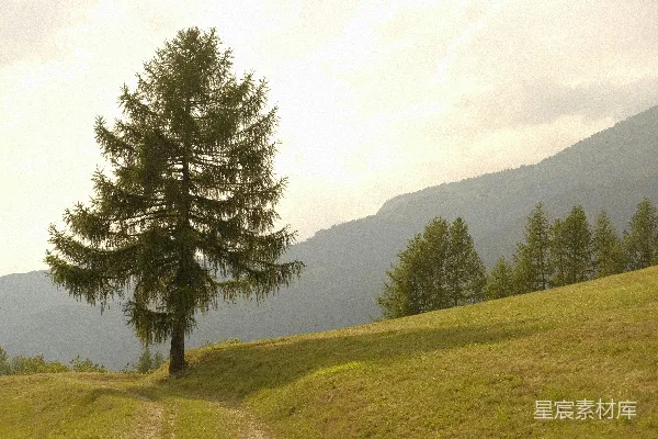 高清摄影 孤独的松树与山丘