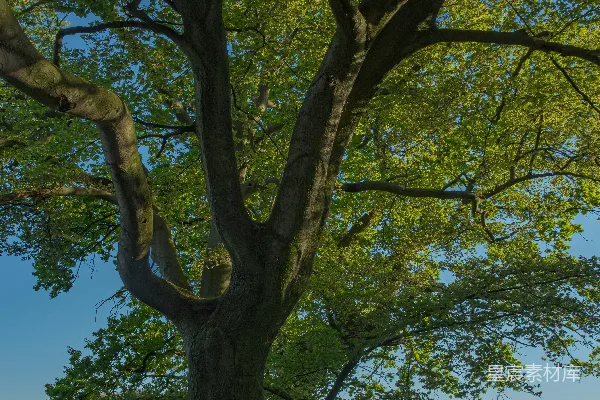 高清摄影 夏日乡村的树影