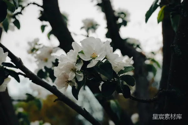 高清摄影 盛开的白色花朵