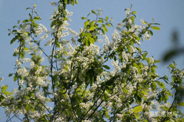 高清摄影 春风拂面，花开满枝