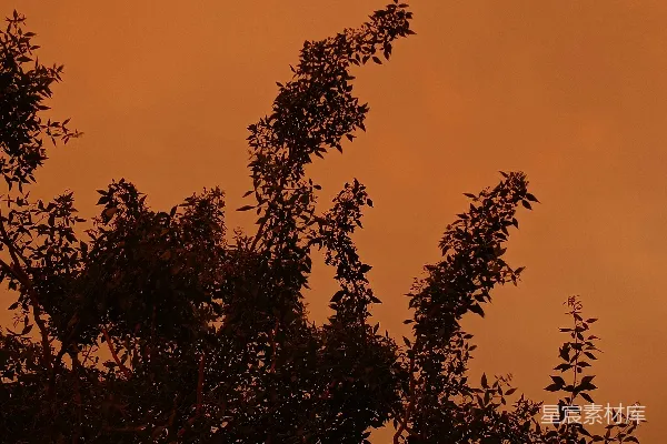 高清摄影 夕阳下的树影