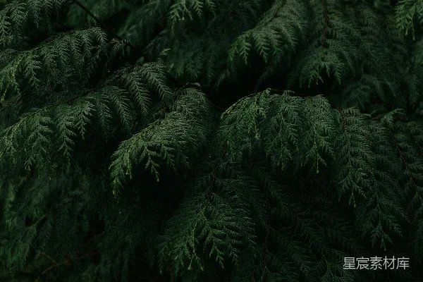 高清摄影 深邃森林中的松针
