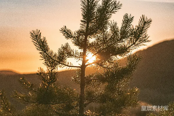 高清摄影 夕阳下的松树剪影