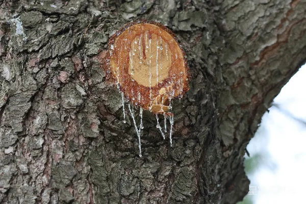 高清摄影 树干上的树脂滴落