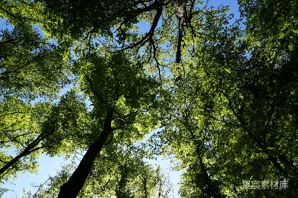 高清摄影 树冠下的阳光