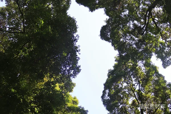 高清摄影 树梢的天空