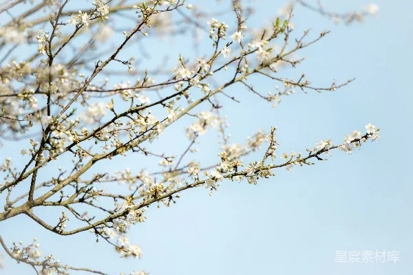 高清摄影 春风里的白花枝