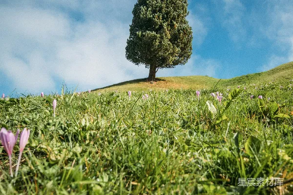 高清摄影 孤独的树与紫花下的草地