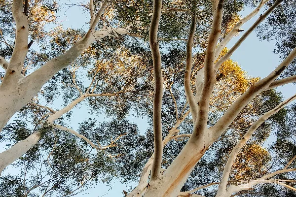 高清摄影 树梢的光影