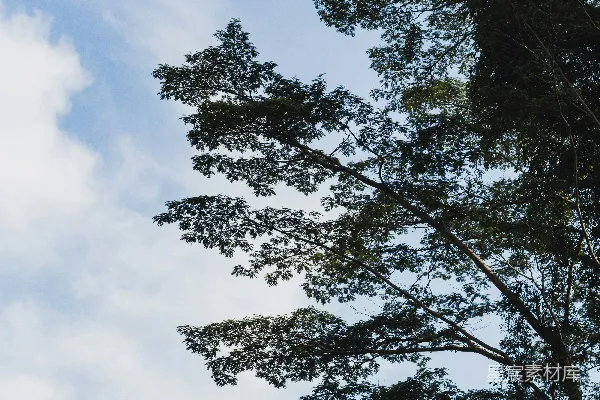 高清摄影 蓝天下的绿叶