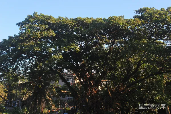 高清摄影 夏日树荫下的宁静时光