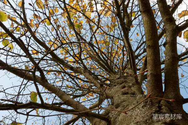 高清摄影 秋日树梢的自然之美