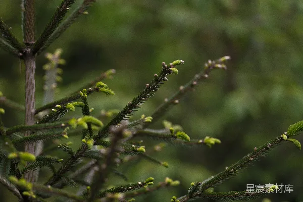 高清摄影 松树嫩芽特写