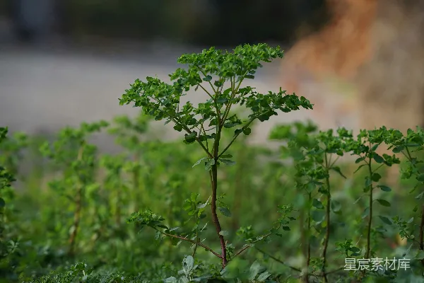 高清摄影 宁静自然的绿色植物