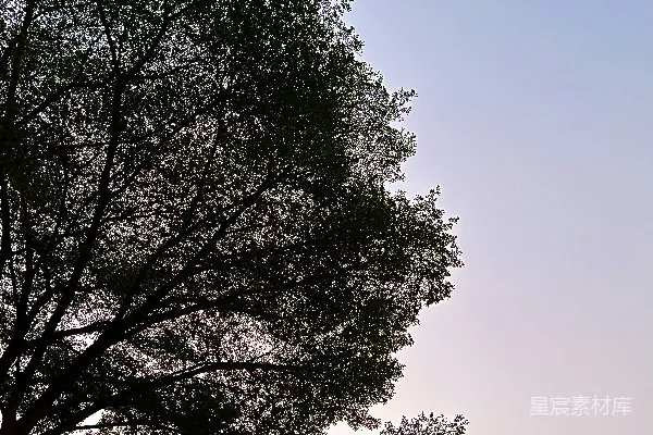 高清摄影 树影下的宁静