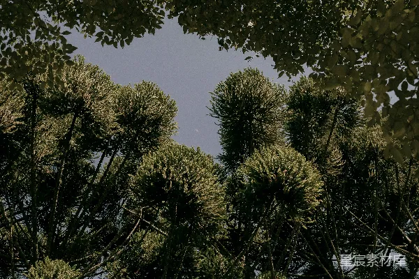 高清摄影 树梢间的宁静
