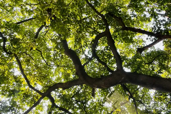高清摄影 阳光透过树梢