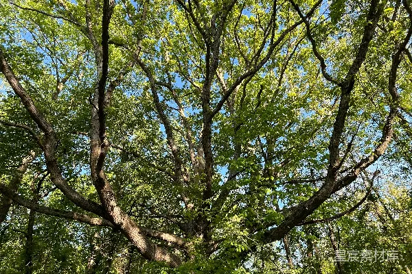 高清摄影 夏日森林中的大树
