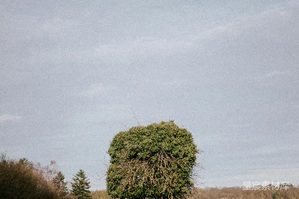 高清摄影 孤独的树