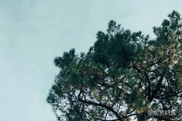 高清摄影 松树与蓝天