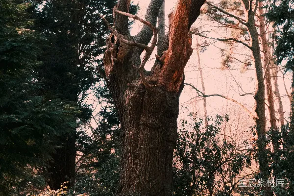 高清摄影 古老巨树的黄昏