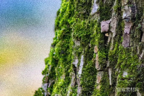 高清摄影 树皮上的苔藓