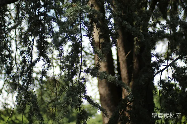高清摄影 松树的自然风景