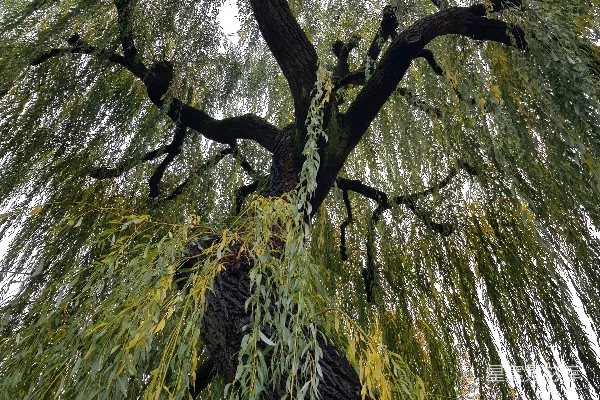 高清摄影 垂柳的秋日风情